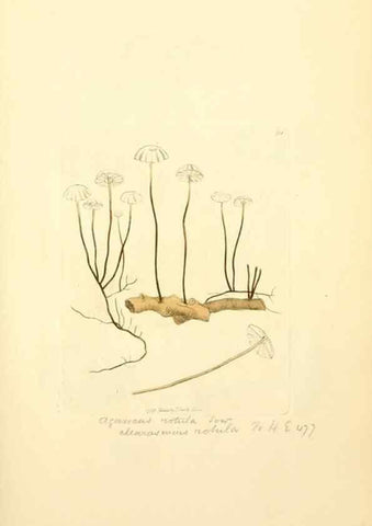 Reproducción/Reproduction 8230441488: Coloured figures of English fungi or mushrooms.. London,Printed by J. Davis,1797-[1809]