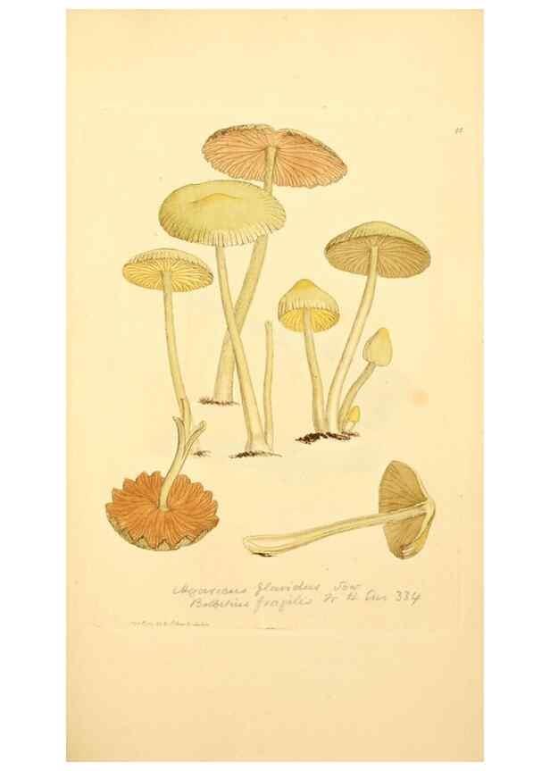 Reproducción/Reproduction 8230441892: Coloured figures of English fungi or mushrooms.. London,Printed by J. Davis,1797-[1809]