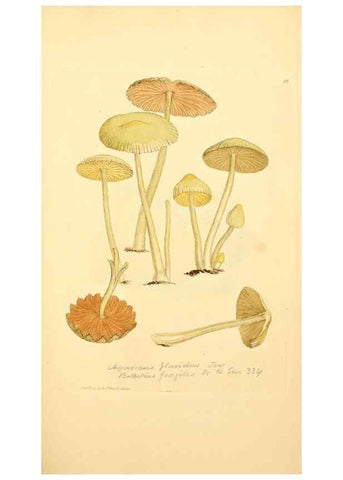 Reproducción/Reproduction 8230441892: Coloured figures of English fungi or mushrooms.. London,Printed by J. Davis,1797-[1809]