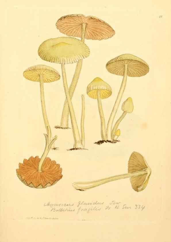 Reproducción/Reproduction 8230441892: Coloured figures of English fungi or mushrooms.. London,Printed by J. Davis,1797-[1809]