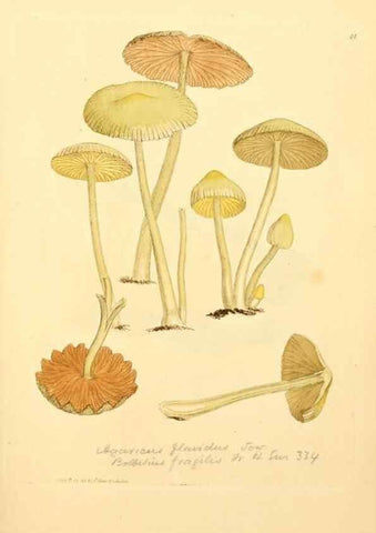Reproducción/Reproduction 8230441892: Coloured figures of English fungi or mushrooms.. London,Printed by J. Davis,1797-[1809]