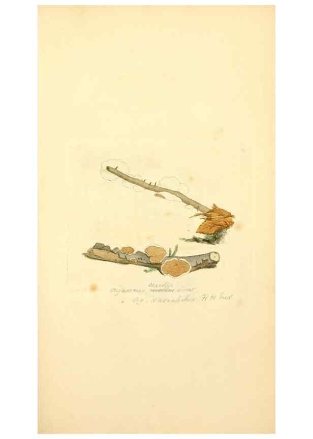 Reproducción/Reproduction 8229377239: Coloured figures of English fungi or mushrooms.. London,Printed by J. Davis,1797-[1809]