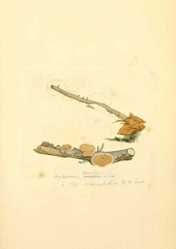 Reproducción/Reproduction 8229377239: Coloured figures of English fungi or mushrooms.. London,Printed by J. Davis,1797-[1809]