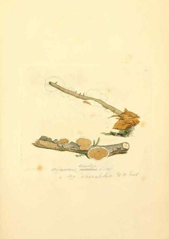 Reproducción/Reproduction 8229377239: Coloured figures of English fungi or mushrooms.. London,Printed by J. Davis,1797-[1809]