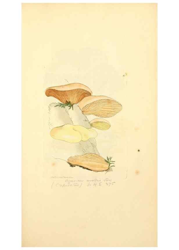 Reproducción/Reproduction 8229377617: Coloured figures of English fungi or mushrooms.. London,Printed by J. Davis,1797-[1809]