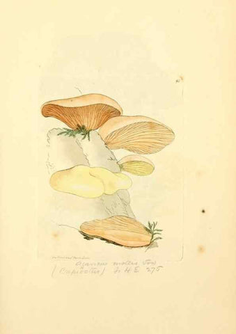 Reproducción/Reproduction 8229377617: Coloured figures of English fungi or mushrooms.. London,Printed by J. Davis,1797-[1809]