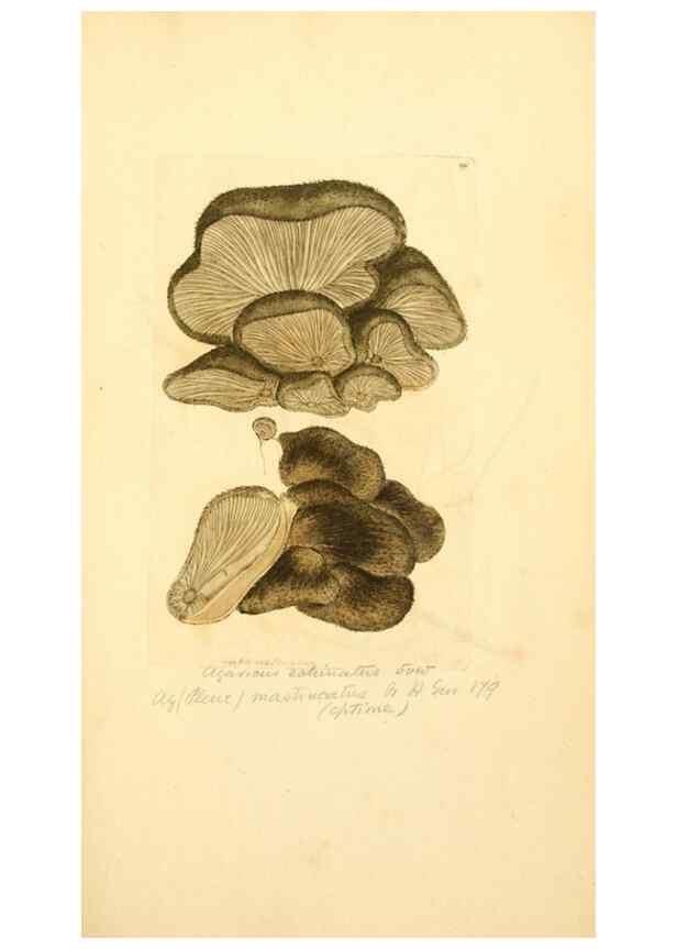Reproducción/Reproduction 8230443102: Coloured figures of English fungi or mushrooms.. London,Printed by J. Davis,1797-[1809]