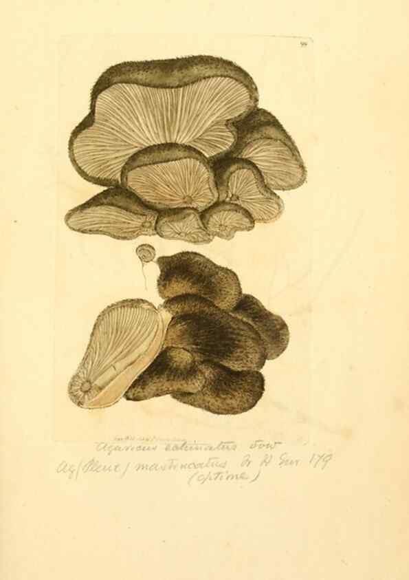 Reproducción/Reproduction 8230443102: Coloured figures of English fungi or mushrooms.. London,Printed by J. Davis,1797-[1809]