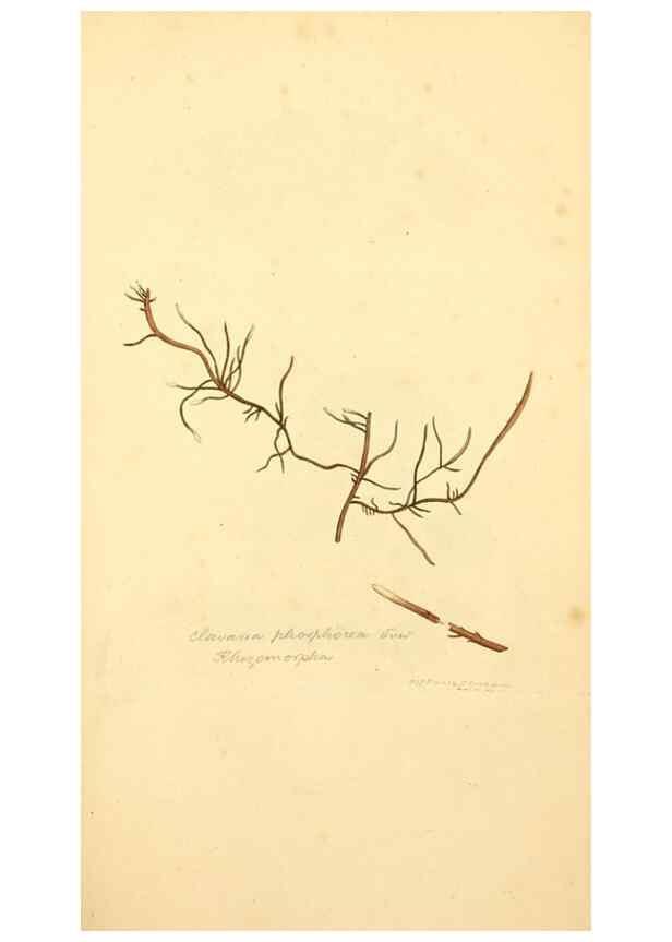 Reproducción/Reproduction 8230443740: Coloured figures of English fungi or mushrooms.. London,Printed by J. Davis,1797-[1809]