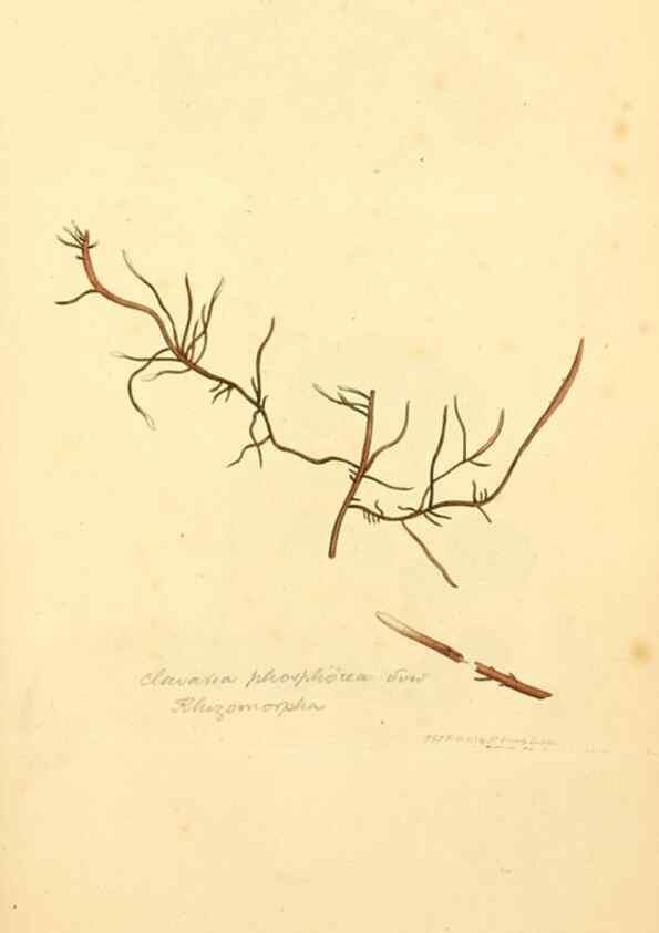 Reproducción/Reproduction 8230443740: Coloured figures of English fungi or mushrooms.. London,Printed by J. Davis,1797-[1809]