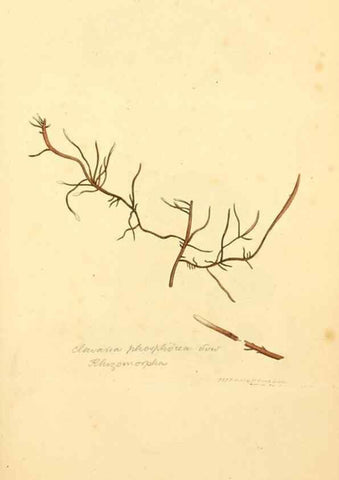Reproducción/Reproduction 8230443740: Coloured figures of English fungi or mushrooms.. London,Printed by J. Davis,1797-[1809]