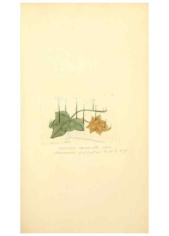 Reproducción/Reproduction 8229375533: Coloured figures of English fungi or mushrooms.. London,Printed by J. Davis,1797-[1809]