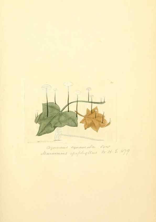 Reproducción/Reproduction 8229375533: Coloured figures of English fungi or mushrooms.. London,Printed by J. Davis,1797-[1809]