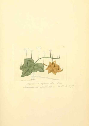 Reproducción/Reproduction 8229375533: Coloured figures of English fungi or mushrooms.. London,Printed by J. Davis,1797-[1809]