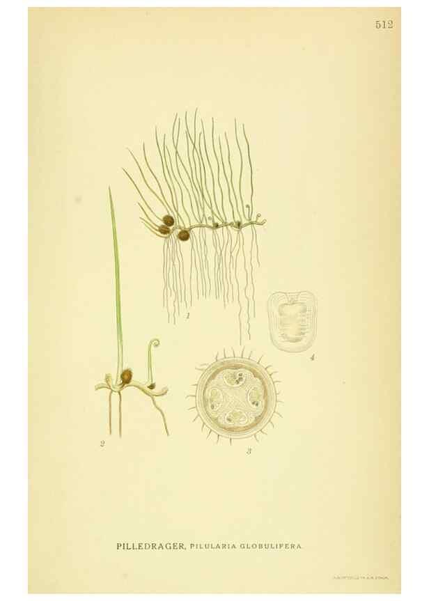 Reproducción/Reproduction 8147708888: Billeder af nordens flora,. København,G.E.C. Gad's forlag,1917-1927.