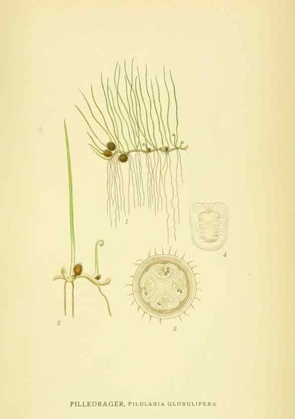 Reproducción/Reproduction 8147708888: Billeder af nordens flora,. København,G.E.C. Gad's forlag,1917-1927.
