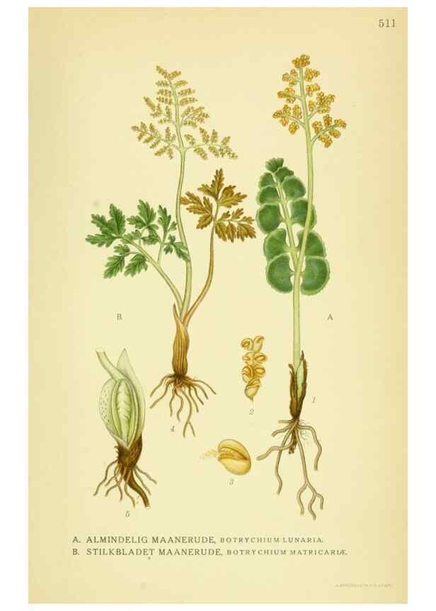 Reproducción/Reproduction 8147675967: Billeder af nordens flora,. København,G.E.C. Gad's forlag,1917-1927.