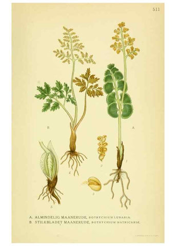 Reproducción/Reproduction 8147675967: Billeder af nordens flora,. København,G.E.C. Gad's forlag,1917-1927.