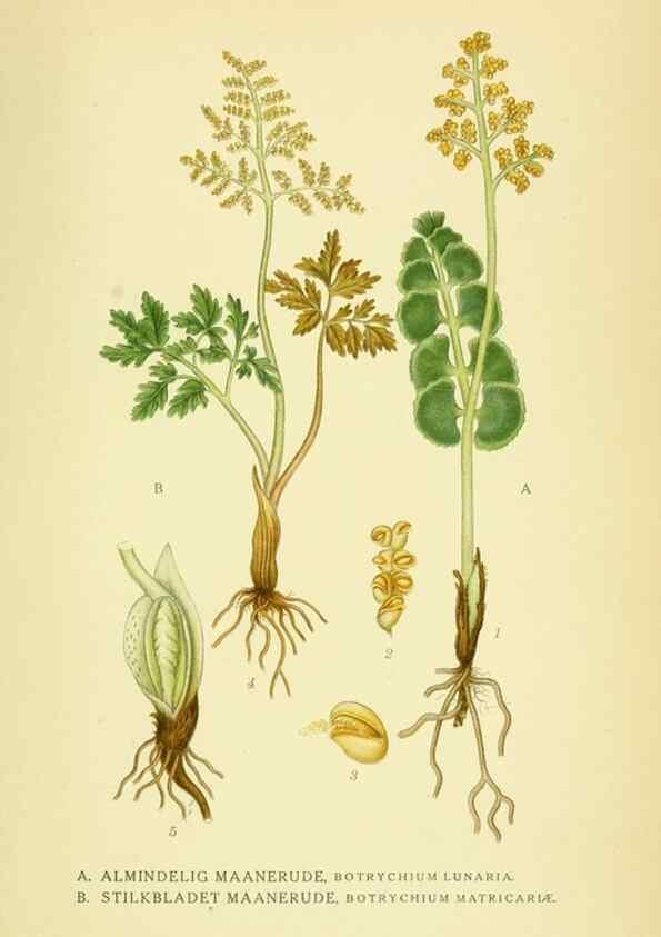 Reproducción/Reproduction 8147675967: Billeder af nordens flora,. København,G.E.C. Gad's forlag,1917-1927.