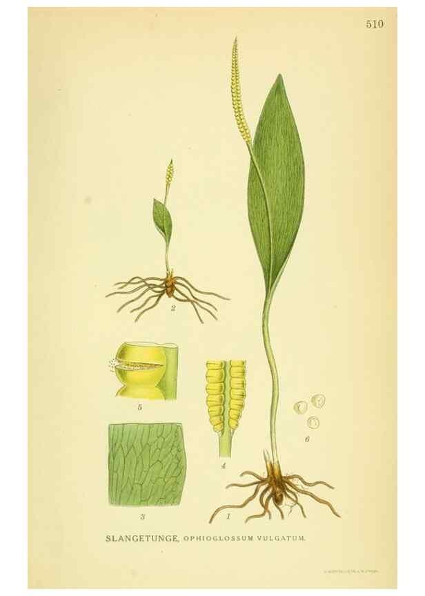 Reproducción/Reproduction 8147675501: Billeder af nordens flora,. København,G.E.C. Gad's forlag,1917-1927.