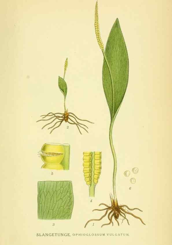 Reproducción/Reproduction 8147675501: Billeder af nordens flora,. København,G.E.C. Gad's forlag,1917-1927.