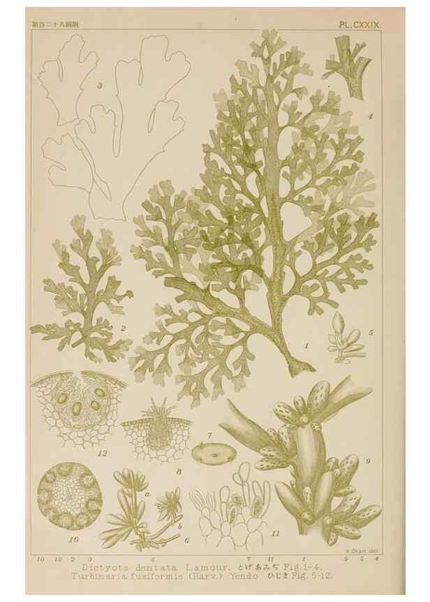 Reproducción/Reproduction 8006311821: Icones of Japanese algae.. Tokyo,Kazamashobo[1907-1942]