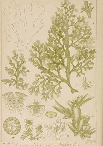 Reproducción/Reproduction 8006311821: Icones of Japanese algae.. Tokyo,Kazamashobo[1907-1942]
