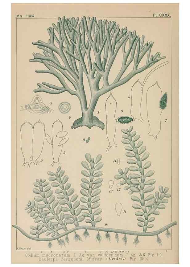 Reproducción/Reproduction 8006312373: Icones of Japanese algae.. Tokyo,Kazamashobo[1907-1942]