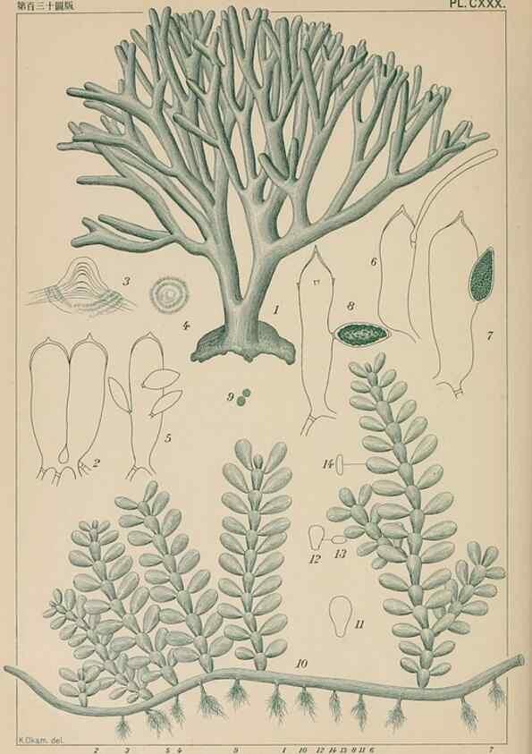 Reproducción/Reproduction 8006312373: Icones of Japanese algae.. Tokyo,Kazamashobo[1907-1942]
