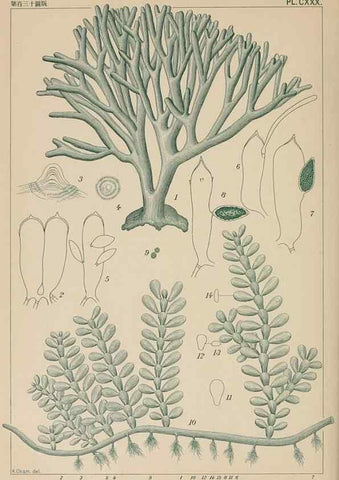 Reproducción/Reproduction 8006312373: Icones of Japanese algae.. Tokyo,Kazamashobo[1907-1942]