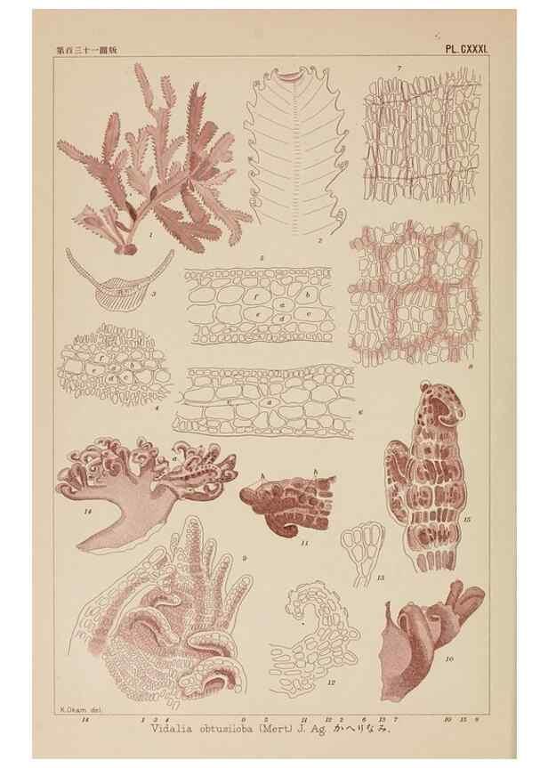 Reproducción/Reproduction 8006313005: Icones of Japanese algae.. Tokyo,Kazamashobo[1907-1942]