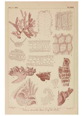 Reproducción/Reproduction 8006313005: Icones of Japanese algae.. Tokyo,Kazamashobo[1907-1942]