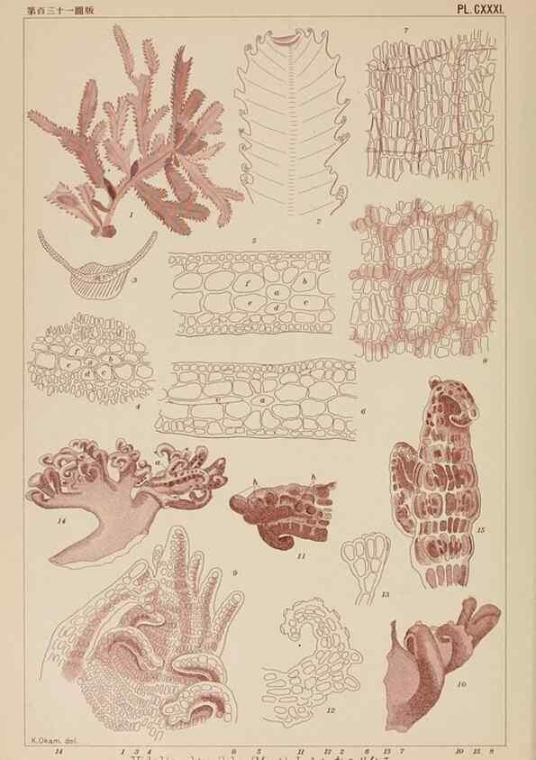 Reproducción/Reproduction 8006313005: Icones of Japanese algae.. Tokyo,Kazamashobo[1907-1942]