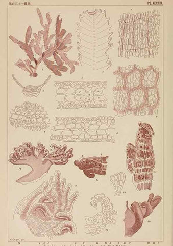 Reproducción/Reproduction 8006313005: Icones of Japanese algae.. Tokyo,Kazamashobo[1907-1942]