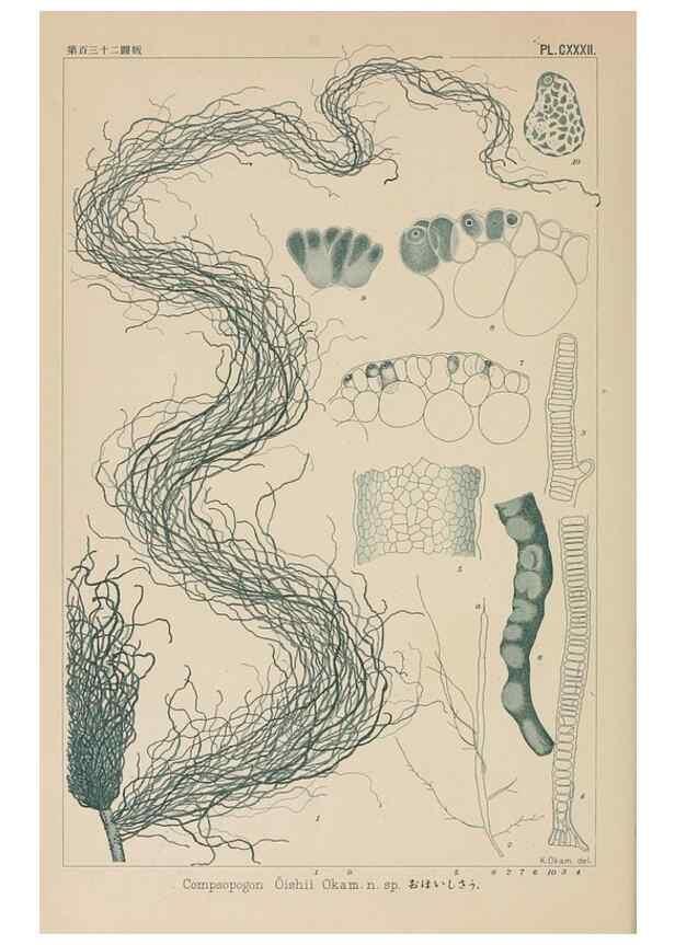 Reproducción/Reproduction 8006313727: Icones of Japanese algae.. Tokyo,Kazamashobo[1907-1942]
