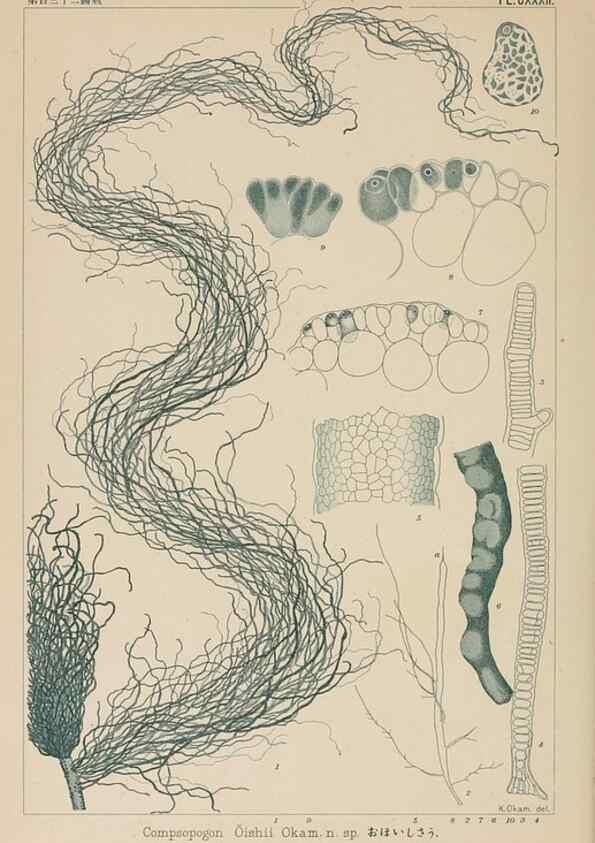 Reproducción/Reproduction 8006313727: Icones of Japanese algae.. Tokyo,Kazamashobo[1907-1942]