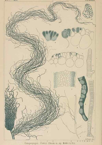 Reproducción/Reproduction 8006313727: Icones of Japanese algae.. Tokyo,Kazamashobo[1907-1942]