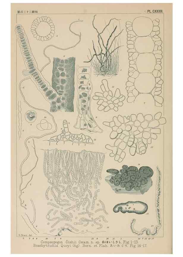Reproducción/Reproduction 8006317218: Icones of Japanese algae.. Tokyo,Kazamashobo[1907-1942]