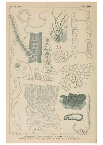 Reproducción/Reproduction 8006317218: Icones of Japanese algae.. Tokyo,Kazamashobo[1907-1942]