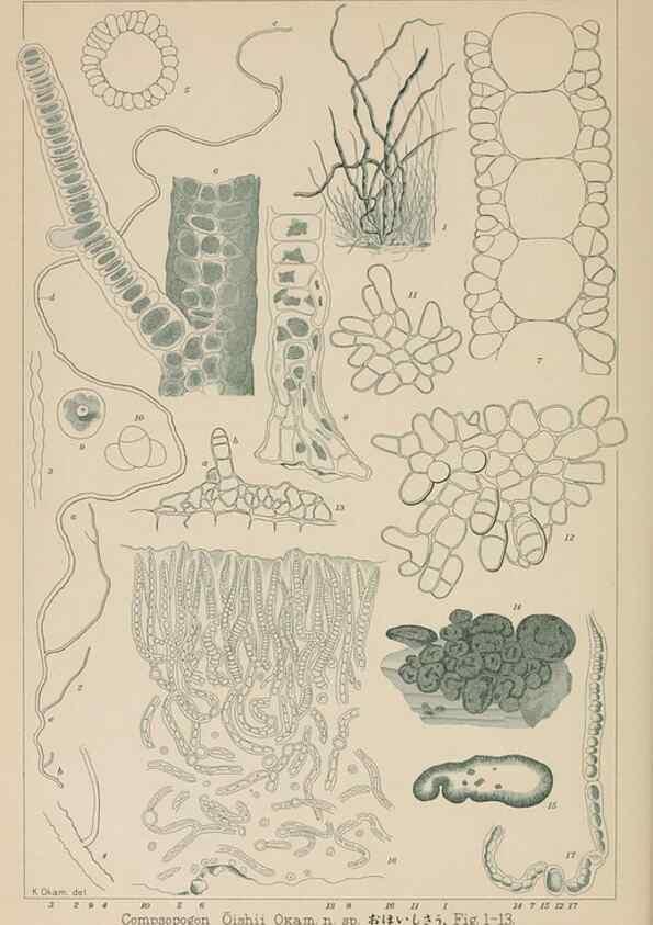 Reproducción/Reproduction 8006317218: Icones of Japanese algae.. Tokyo,Kazamashobo[1907-1942]