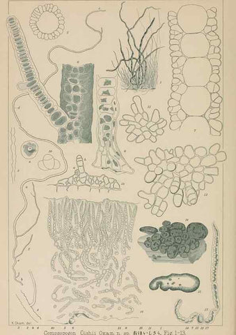 Reproducción/Reproduction 8006317218: Icones of Japanese algae.. Tokyo,Kazamashobo[1907-1942]