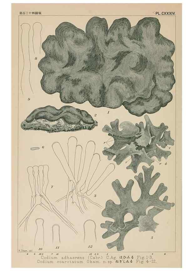 Reproducción/Reproduction 8006317898: Icones of Japanese algae.. Tokyo,Kazamashobo[1907-1942]