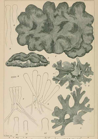 Reproducción/Reproduction 8006317898: Icones of Japanese algae.. Tokyo,Kazamashobo[1907-1942]
