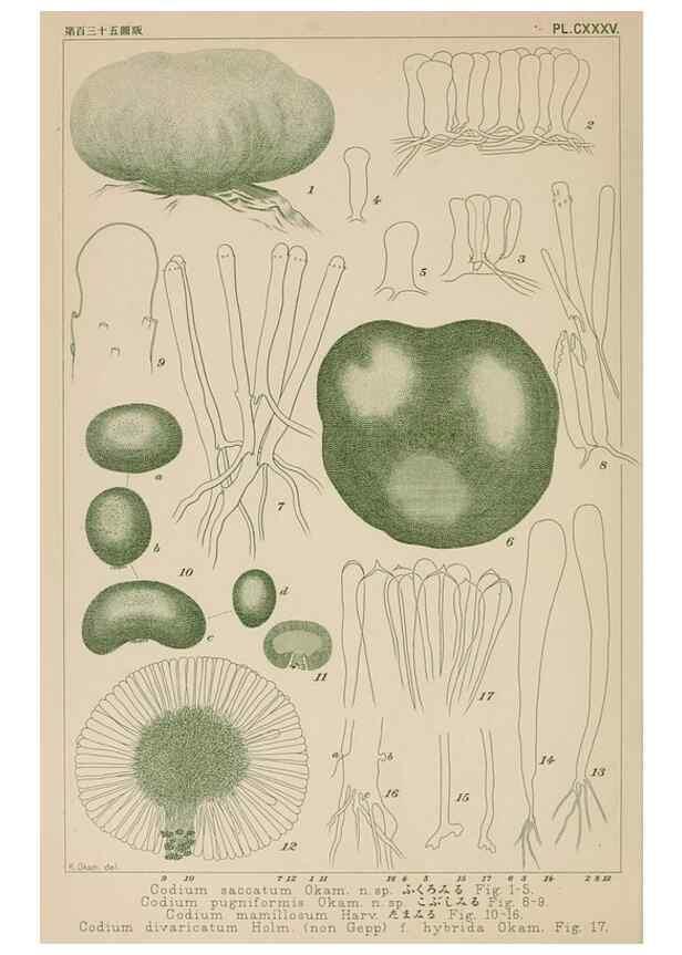 Reproducción/Reproduction 8006318706: Icones of Japanese algae.. Tokyo,Kazamashobo[1907-1942]