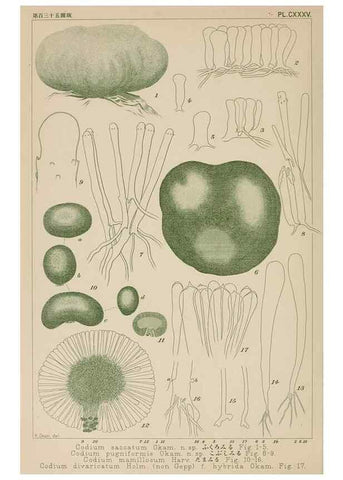 Reproducción/Reproduction 8006318706: Icones of Japanese algae.. Tokyo,Kazamashobo[1907-1942]