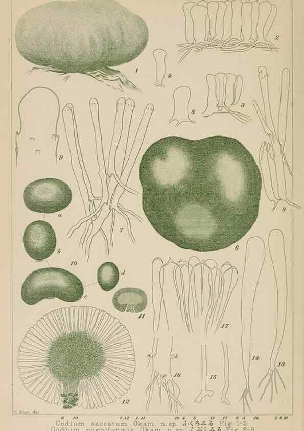Reproducción/Reproduction 8006318706: Icones of Japanese algae.. Tokyo,Kazamashobo[1907-1942]