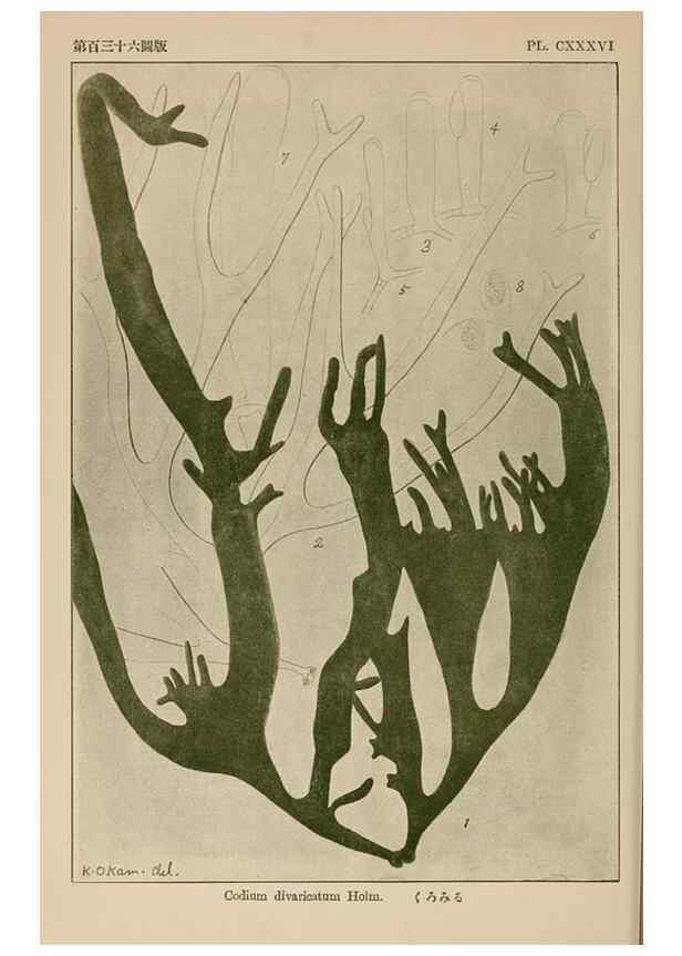 Reproducción/Reproduction 8006319790: Icones of Japanese algae.. Tokyo,Kazamashobo[1907-1942]