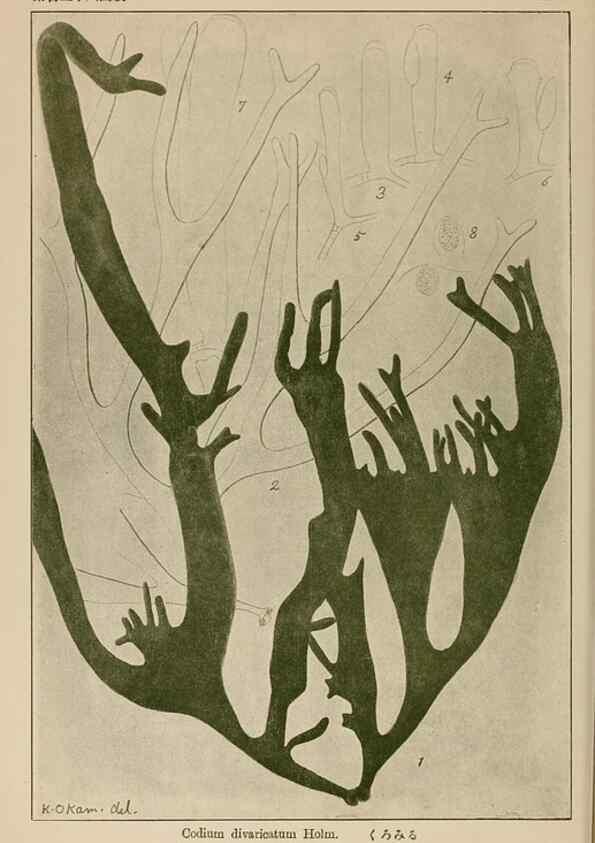 Reproducción/Reproduction 8006319790: Icones of Japanese algae.. Tokyo,Kazamashobo[1907-1942]