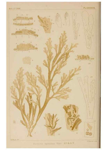 Reproducción/Reproduction 8006317741: Icones of Japanese algae.. Tokyo,Kazamashobo[1907-1942]