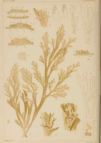 Reproducción/Reproduction 8006317741: Icones of Japanese algae.. Tokyo,Kazamashobo[1907-1942]